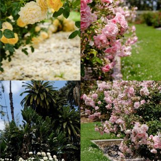 洛杉矶浪漫至极的玫瑰花园，🆓免门票...