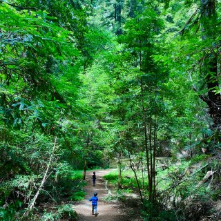 红木森林保护区Hiking｜千年老树｜砂...