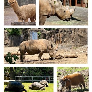 费城动物园zoo周末游➕电子恐龙展...