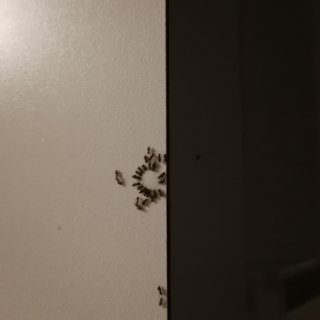 Terro Ant Killer