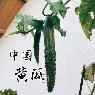 顶花带刺的中国黄瓜🥒种子来源稳定，种植心...
