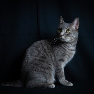 Cookie猫🐱的捕食者暗夜写真系列...