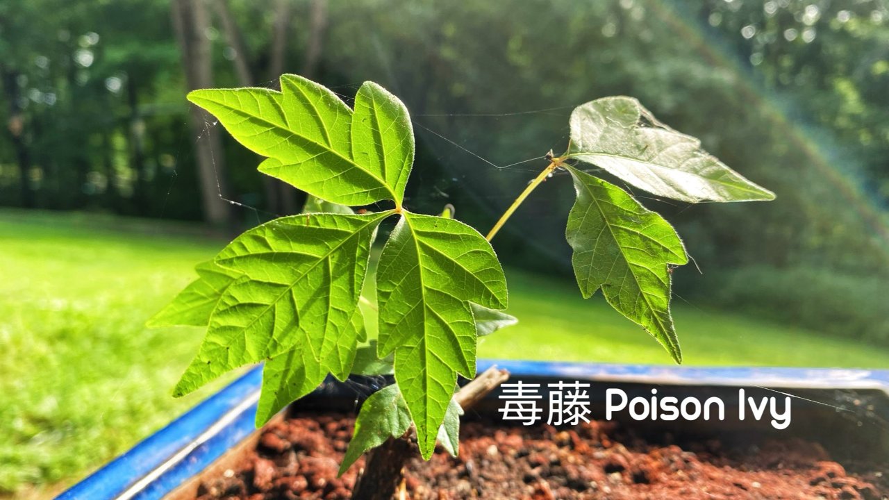 关于毒藤（poison ivy）那些你需要知道的事