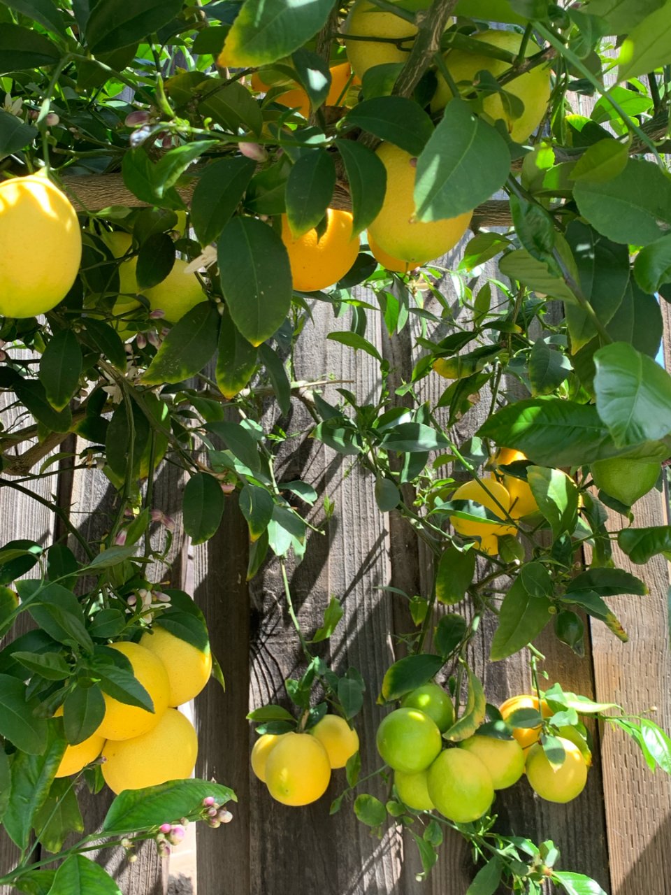 ⭐️種🌿3‧檸檬樹...