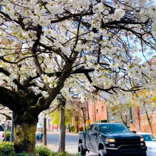 西雅图的春天真是美呀...