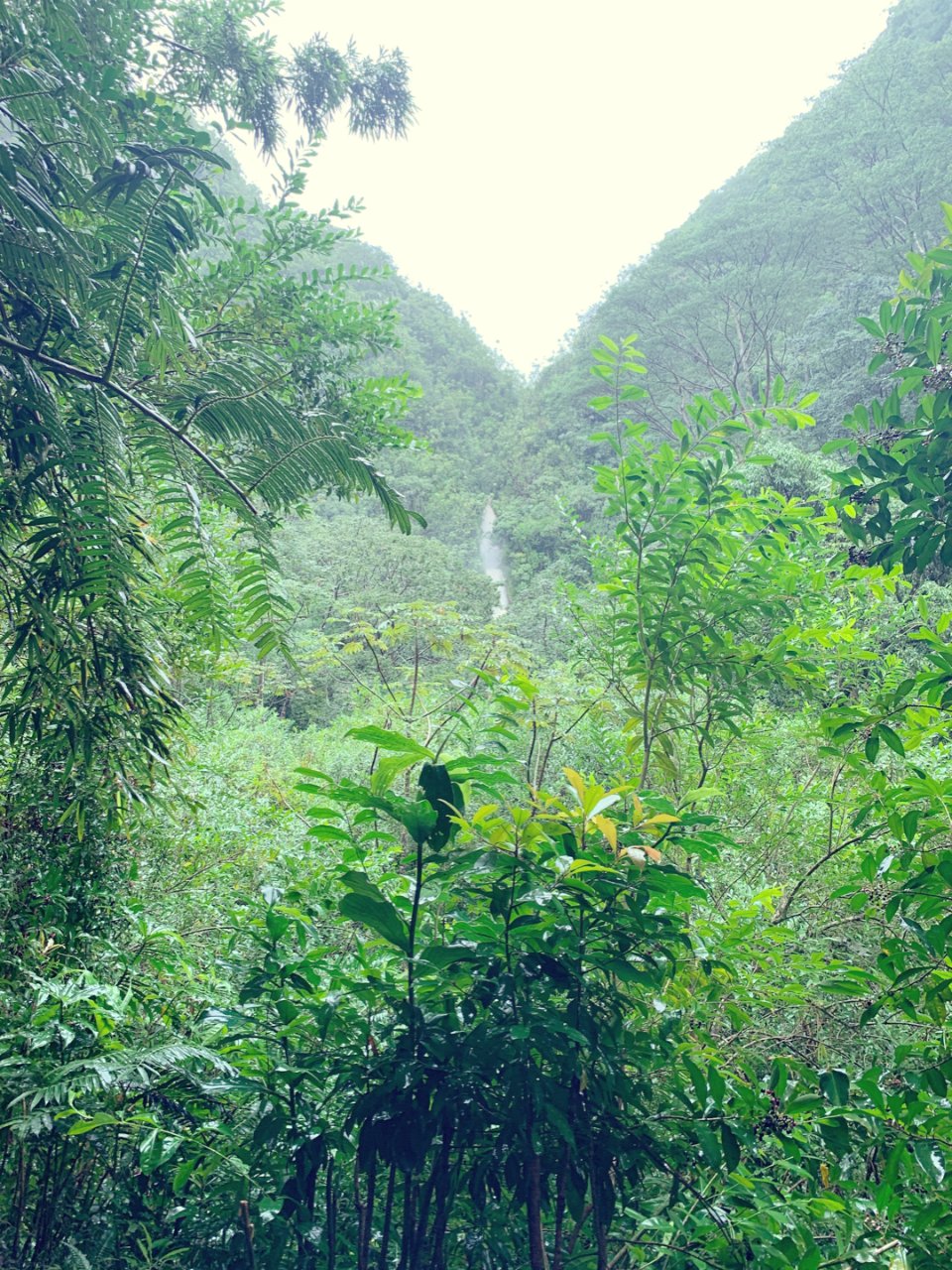 热带雨林｜ 夏威夷欧胡岛之徒步观Mano...