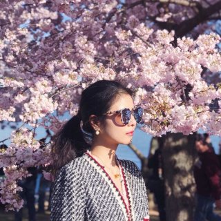 云赏樱花季🌸华盛顿旧图➕iPhone人像...