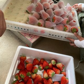 采摘草莓🍓