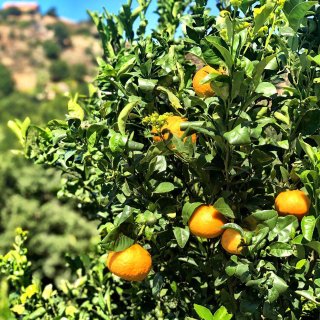 Temecula橘子🍊免费采摘...