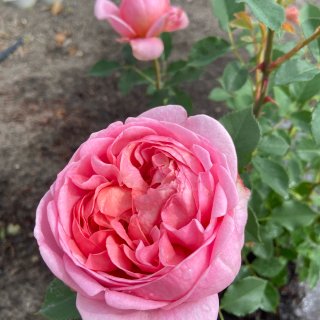 DA rose 