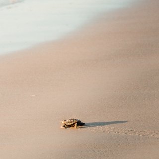 答应我，去海边看一次刚孵化的小海龟爬回大...