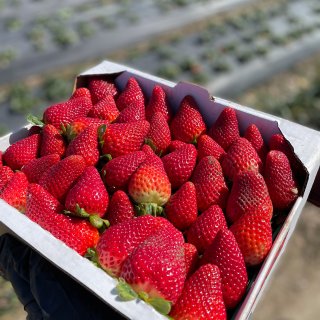 生活｜洛杉矶草莓季 网红农场哪家强...