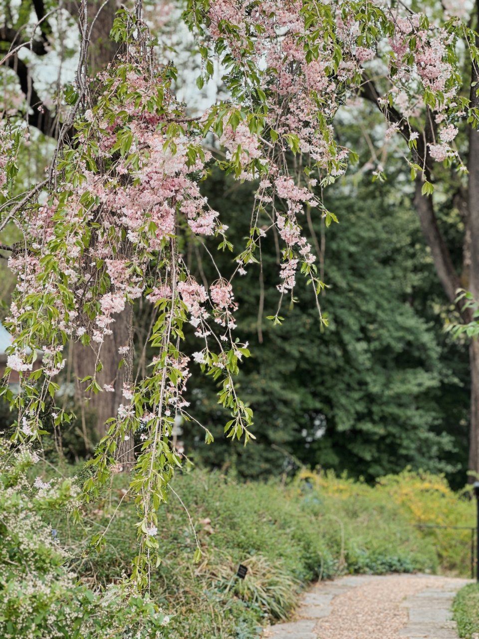 DC的紫藤花也太惊艳了吧！太爱这个宝藏花园| 社区旅行精选