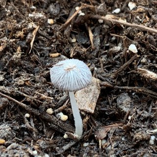 我这是种了个蘑菇？...