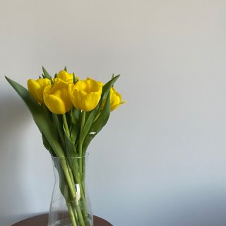 春天是芽黄色的郁金香...