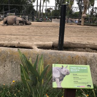 San Diego zoo-拍拖帶娃好地...