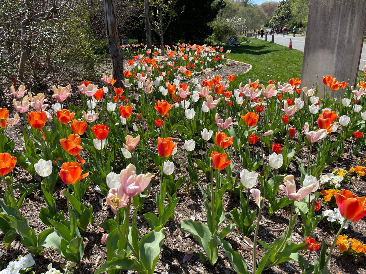 DC的四月天 - 国家植物园踏青💐...