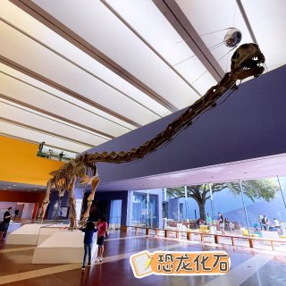 Fort Worth Museum of Science and History - 达拉斯 - Fort Worth