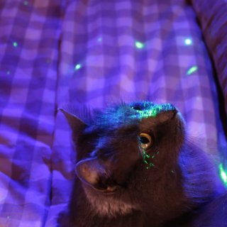 是什么让猫猫🐱目不转睛｜躺在床上看星星...