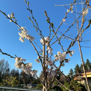春天种下一颗樱花树🌸...