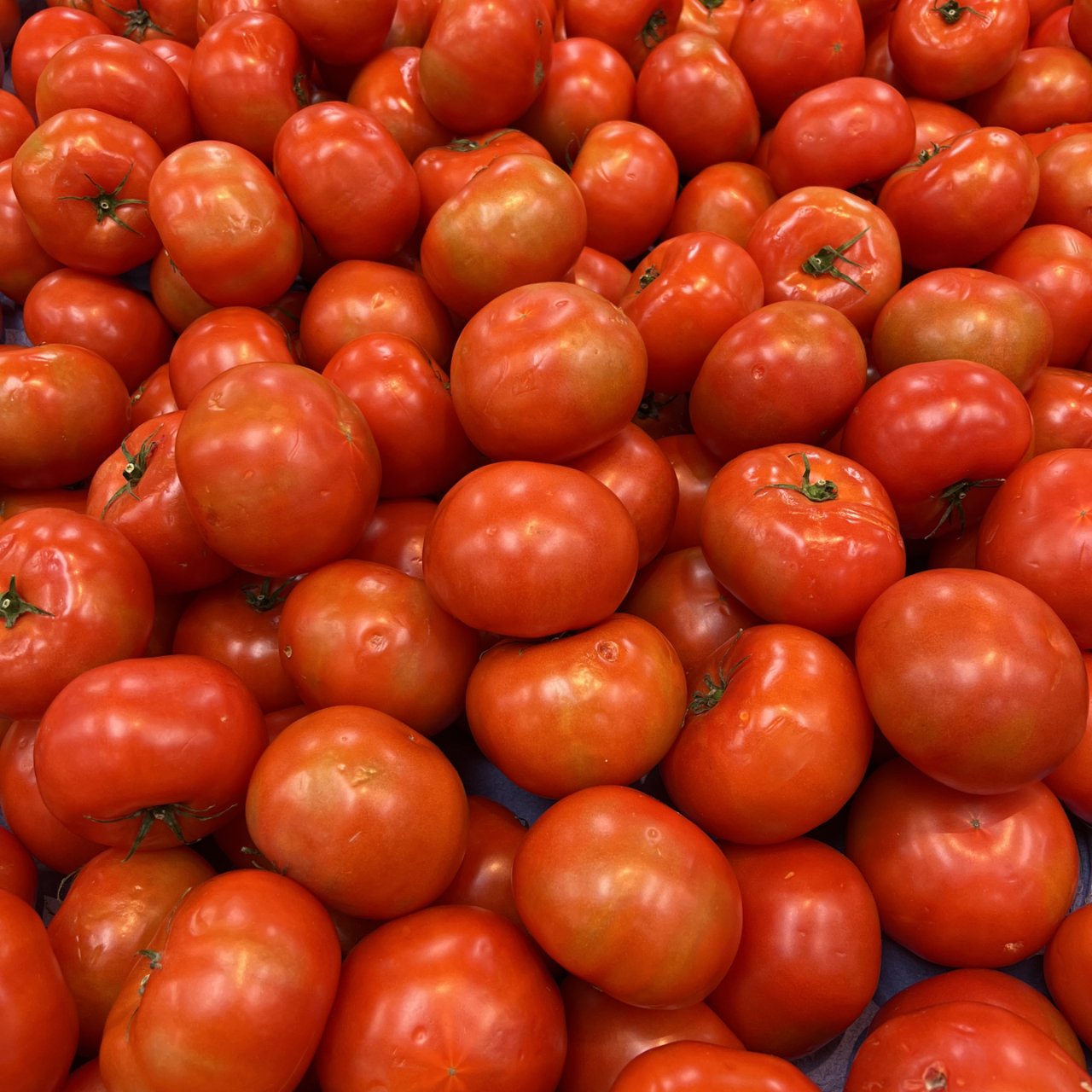 西红柿特别便宜，难得的价位多买点。...