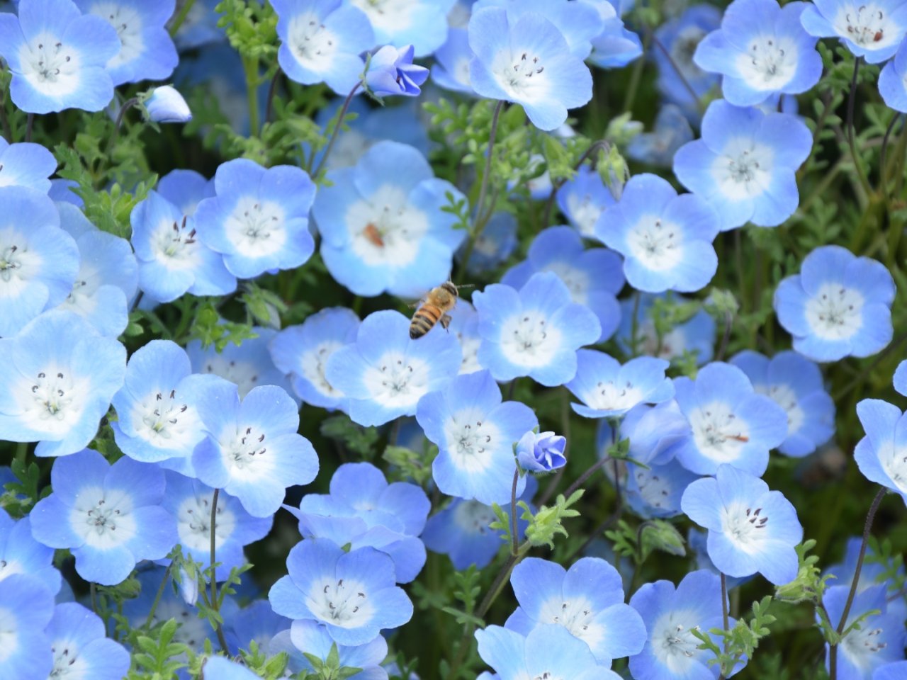 我家的花 | 喜林草 Baby blue...