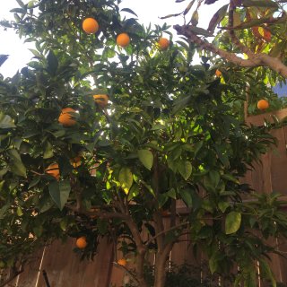 橙树