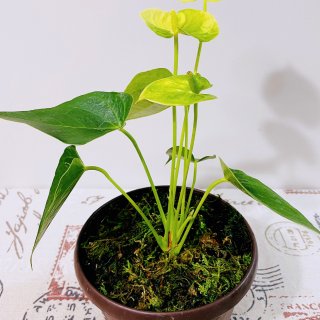 火鹤花不止有红掌✋还有白掌粉掌紫砂掌...
