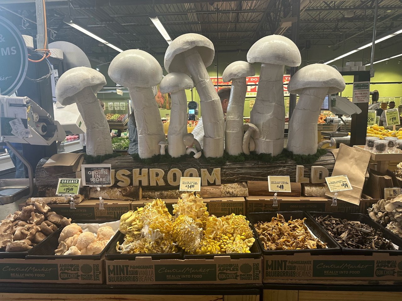 超市里原地培养蘑菇 你见过么...