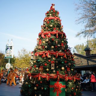 南加州的圣诞树🎄...