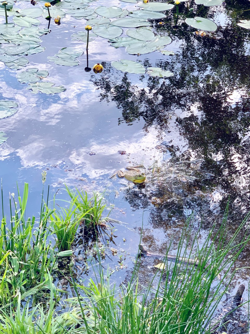 池塘的小青蛙