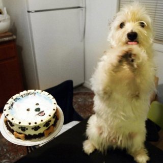 狗狗蛋糕,5岁生日