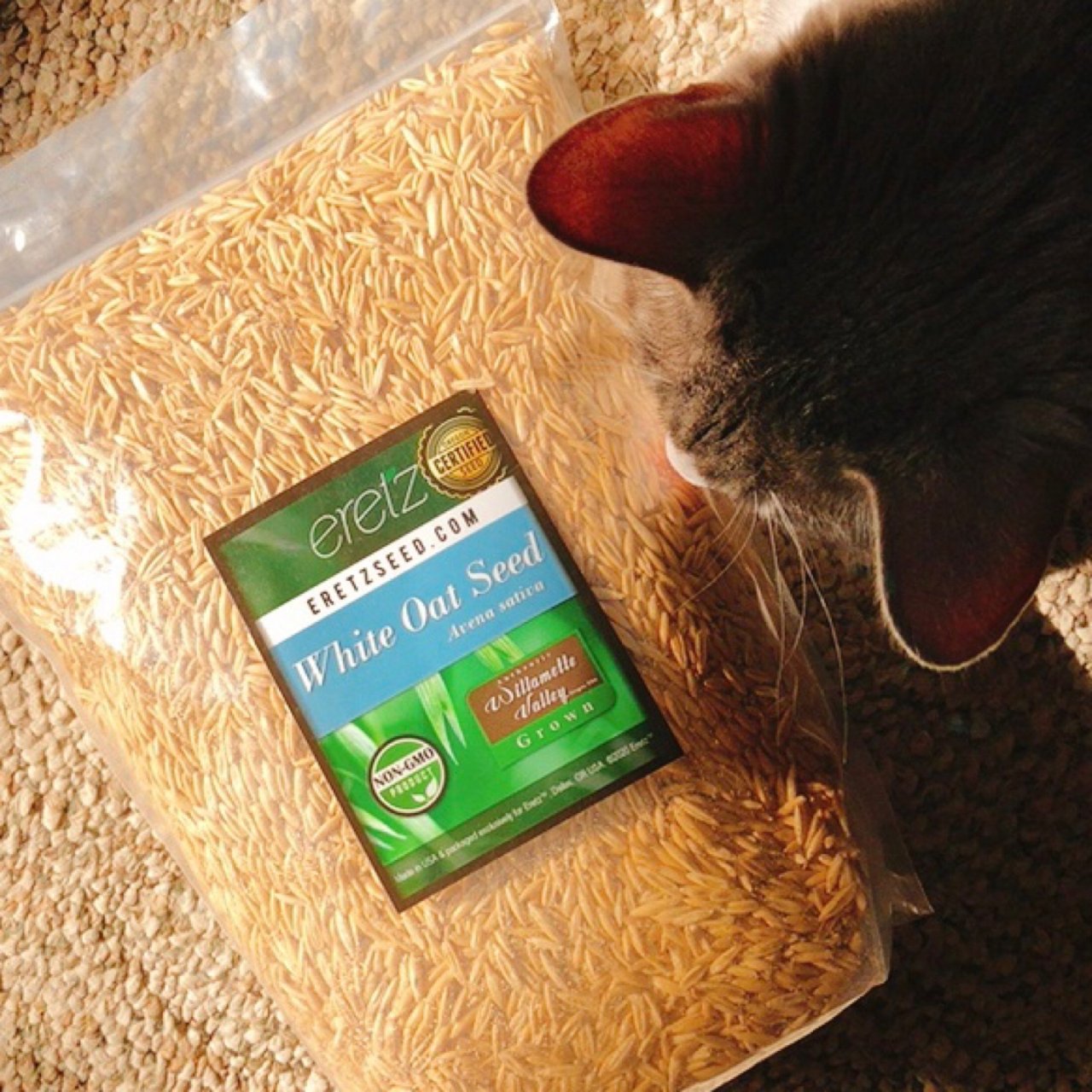 買給貓貓的一單😻白燕麥種子3lb...