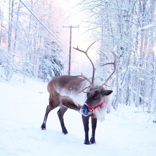 圣诞节最可爱的精灵 reindeer...