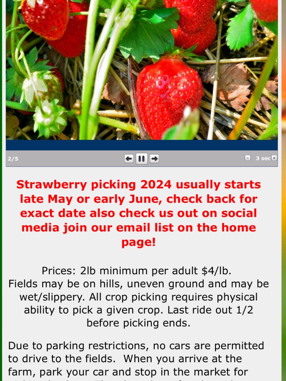 采摘草莓