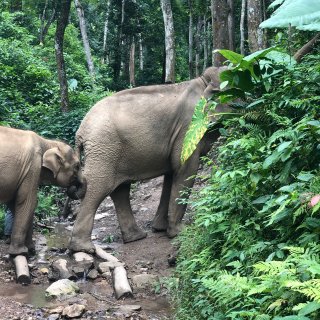 在野象谷和小象一起散步💚...