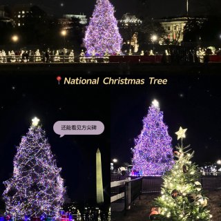 寻找华盛顿DC圣诞树🎄白宫门前国家圣诞树...