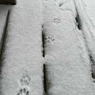 下雪啦 小傻猫的第二个冬天...