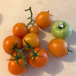 番茄种植日记3