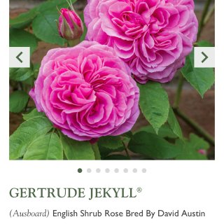 Gertrude Jekyll | English Shrub Rose | David Austin Roses