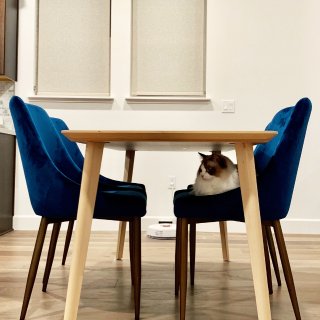 Ikea 宜家,LIVING SPACES,猫