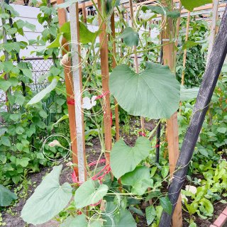 我家的小菜园“有限公司”【四季豆、葫芦瓜...