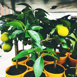 利物浦的植物小市场，有柠檬树！...