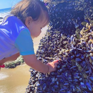 加州｜🦪充满蓝贻贝的小众神秘海滩...
