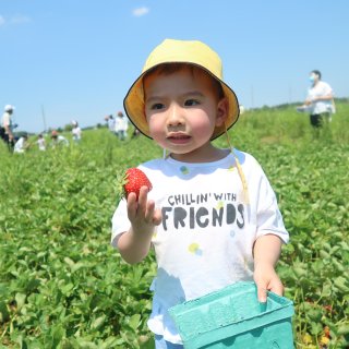 草莓季来了，农场摘的比超市买的好吃多了...