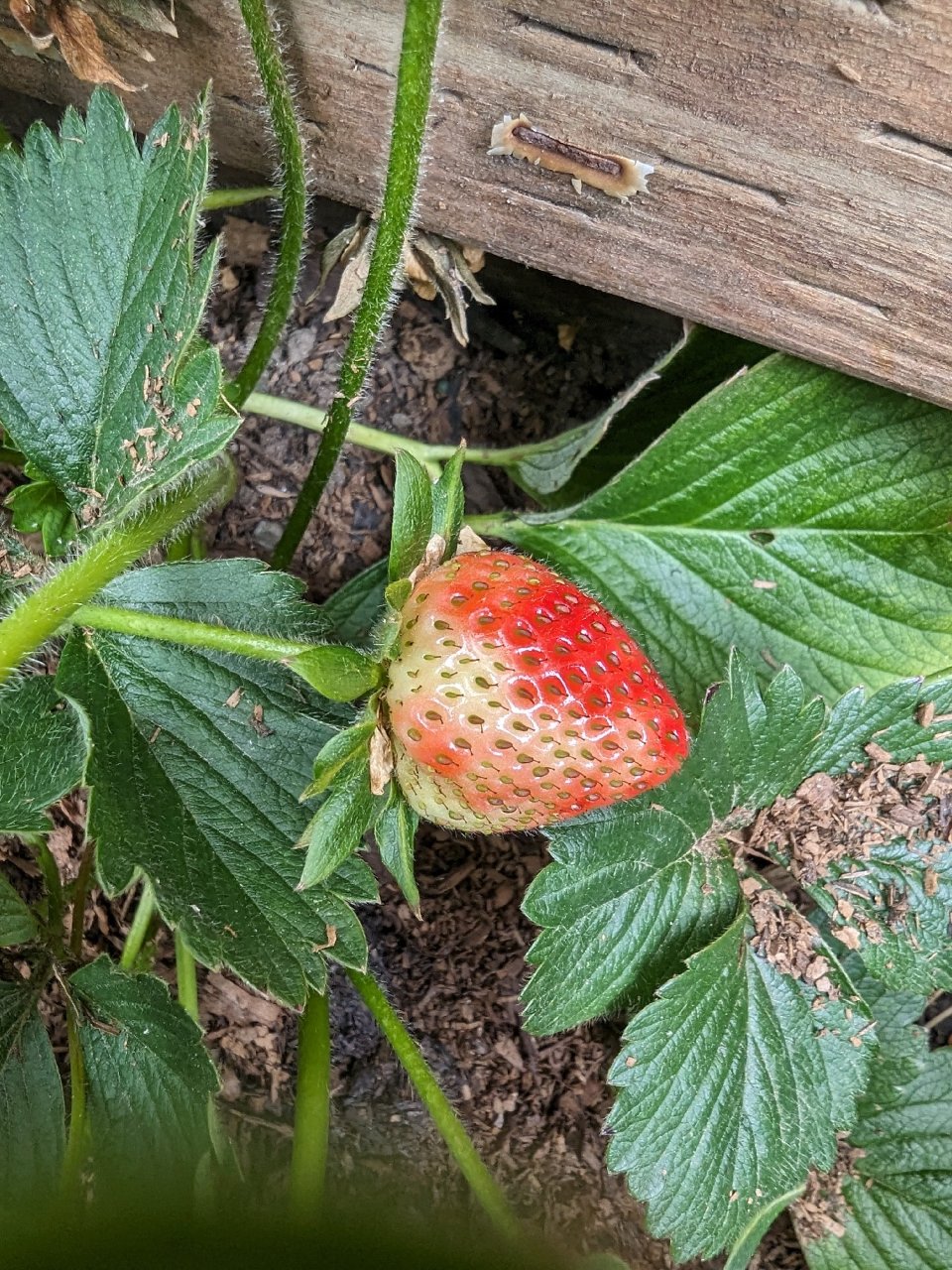 吃草莓啦！