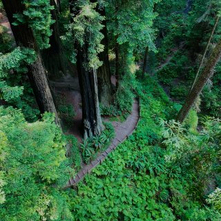湾区➡️西雅图15｜不可错过的红木森林空...