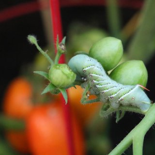 🍅菜园小撇步/番茄的害虫一定要去除！...