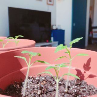 种植番茄苗笔记📒｜目前是还在不断长大呢🍅...