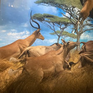 💎漫步休斯顿：金雕玉琢的自然博物馆～也是...